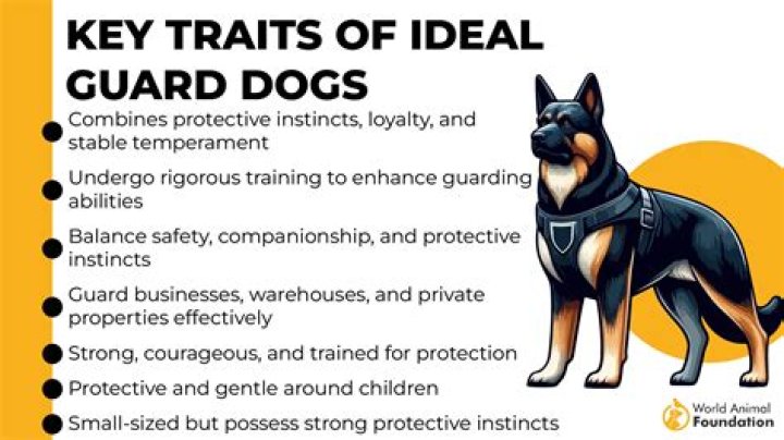 ___ 'em! (command to a guard dog)