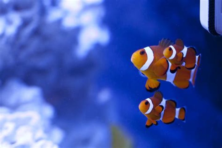 Clownfish that got lost